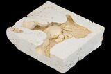 Fossil Crab (Potamon) Preserved in Travertine - Turkey #145051-2